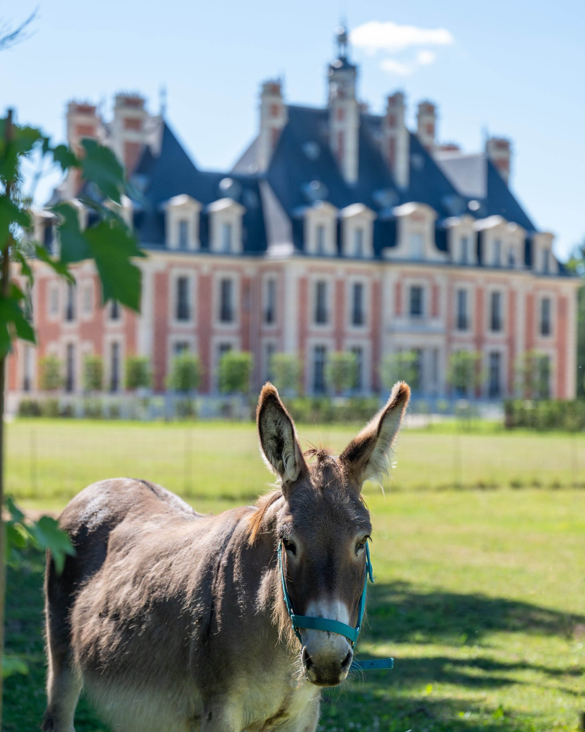 Les anes du chateau de Nainville