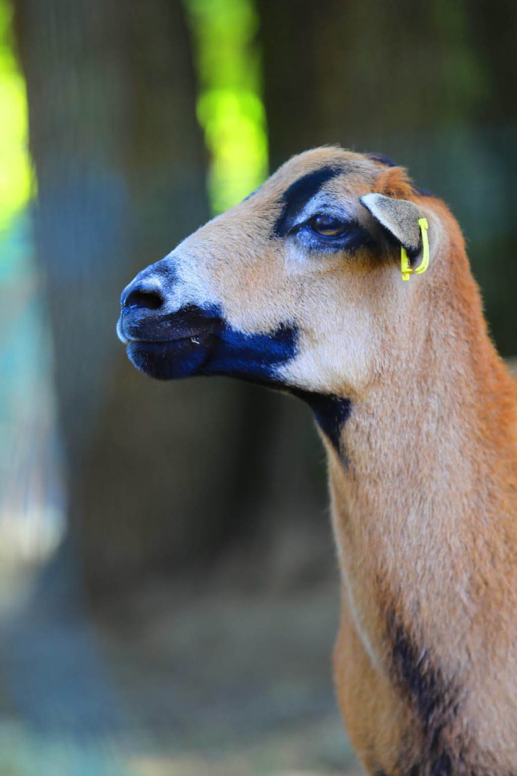 Les animaux du Chateau